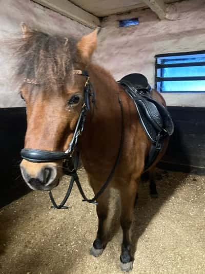 Inlägg 46 av Ponnytrav med titeln ❤️❤️❤️