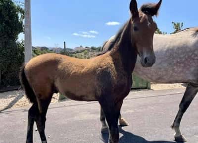 Inlägg 10 av Lusitano med titeln Rebell föds (i Spanien)