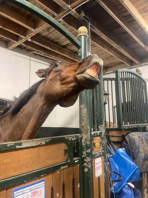 Bild av Bästa vän tillsalu