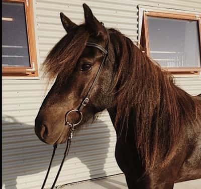 Stormur frá Reykjavik