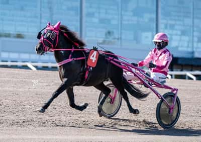 Inlägg 5 av Gotlandsruss med titeln Uppfödning