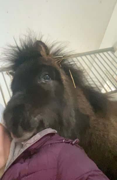 Inlägg 48 av Ponnytrav med titeln Lortgrisen😍😫