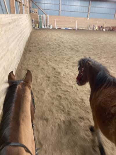 Inlägg 2 av Angloarab med titeln Ridhus träning 