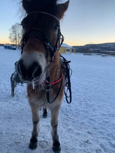 Inlägg 43 av Ponnytrav med titeln 🌧️✨🤍