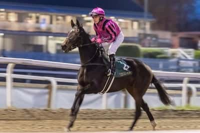 Inlägg 85 av Galopp med titeln Tangseer 