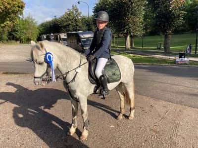 Post 317 of Show jumping with title Clearround i Huvudsta tidig höst 2022