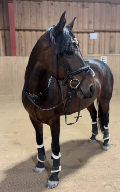 Inlägg 5 av Irländsk ridponny