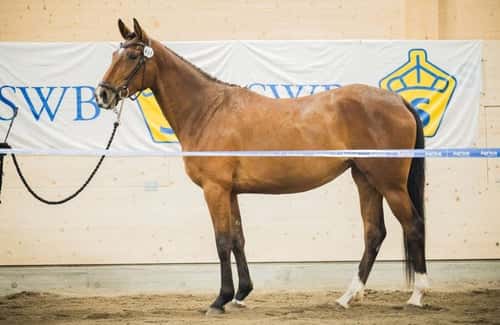 Bild av Modigt, snabbt och vänligt sto