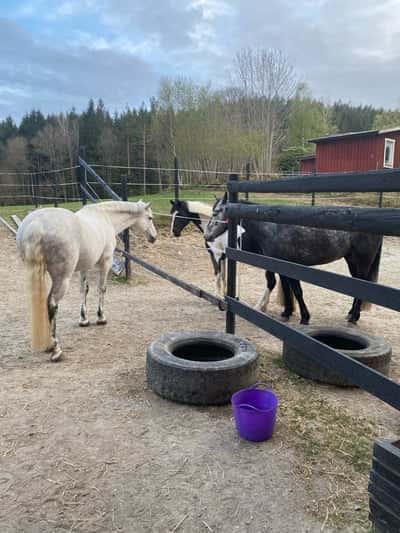 Inlägg 1 av Okänd Ras med titeln Flyttade till Klara