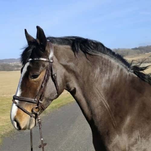 Image of Trevlig mor/dotter ponny ⭐️