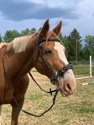 Inlägg 5 av Svensk Ridhäst med titeln Testa Hack