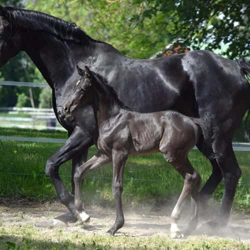 Bild av Riktigt snygg maskulin hingst! Fölmönstrad med 82,2%