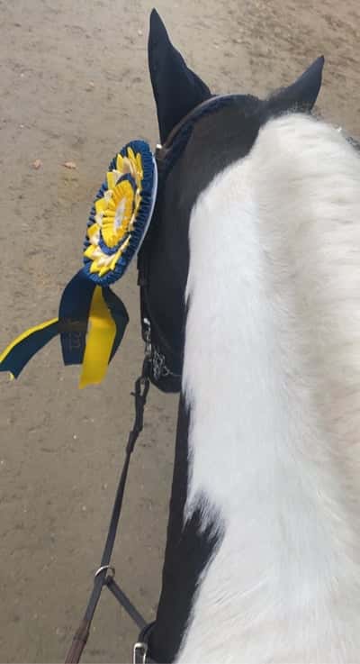 Post 355 of Show jumping with title Felfri runda på Minnie❤️❤️