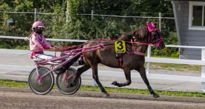 Inlägg 13 av Gotlandsruss med titeln Uppfödning 