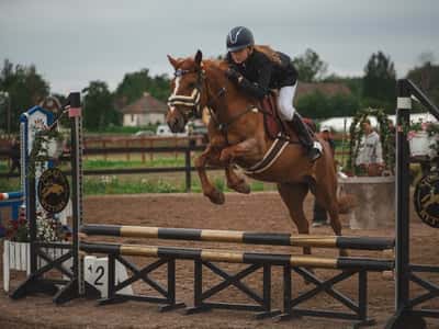 Inlägg 22 av Unghäst med titeln Hopptävling 