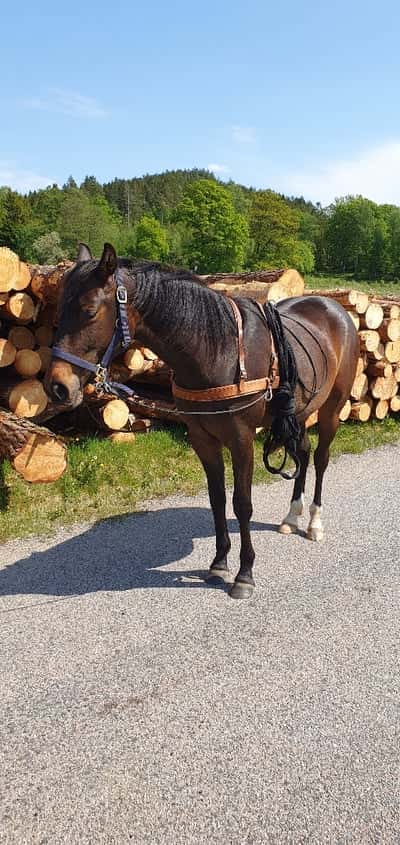 Inlägg 10 av Unghäst med titeln Tömkörning 
