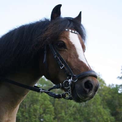 Sjömillans Sandeman