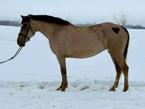 Bild av Allroundhäst med stort hjärta 🩷