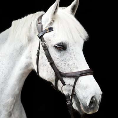 Ballinaclogh Lucky One