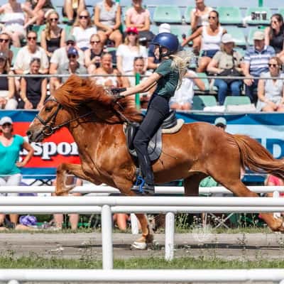 Arfur frá Steinskoti 1