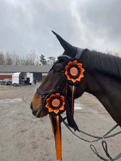 Post 463 of Show jumping with title Skogslotten meeting