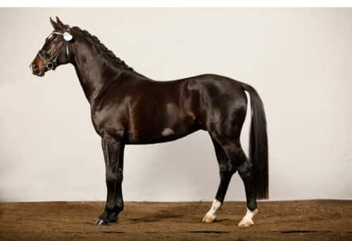 Bild av SNYGG VALACK!  Då min kropp inte håller för ridning längre så söker min stjärna ett nytt hem. Fina gångarter. Kan byten, öppna, sluta mm Ej tävlad pga mitt ointresse. Rids just nu av hoppryttare. Snäll i all hantering. Fått regelbunden massage och faciabehandling. Ingen skadehistorik. Något svårlastad. All utrustning medföljer. Hemmet viktigast.