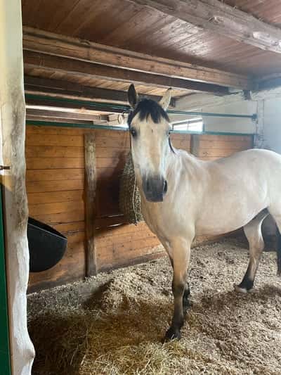 Inlägg 20 av Connemara