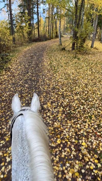 Inlägg 99 av Allround med titeln Höst är min favorit🍁