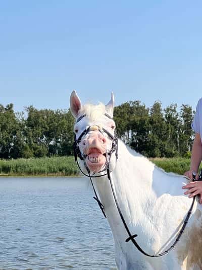 Inlägg 22 av Andalusier med titeln Fosquito😍