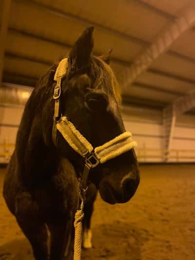 Inlägg 2 av Allround med titeln Don Camillo A Tout Bredager föddes