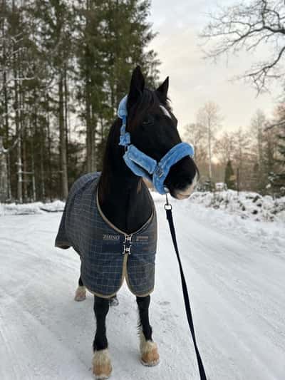 Post 17 of Endurance riding with title Promenad 