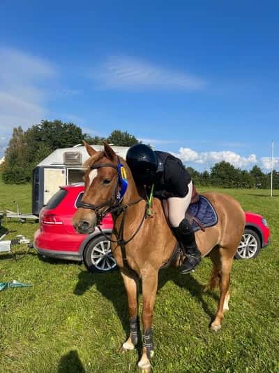 Post 156 of Show jumping with title Min älskade Busan❤️