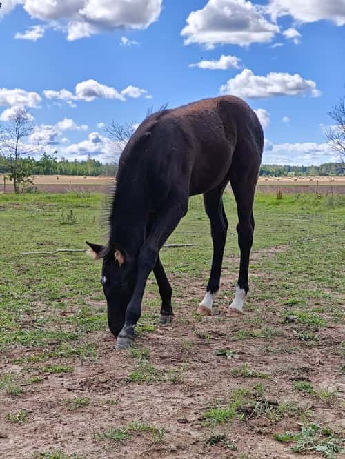 Bild av Social fölhingst med dressyr- och hoppstam