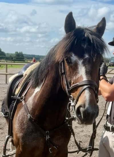 Inlägg 2 av Irländsk ridponny med titeln Två felfria rundor i 80-90 i Henriksdal ⭐️