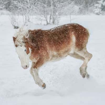 Inlägg 24 av Ponnytrav med titeln Docka 6222