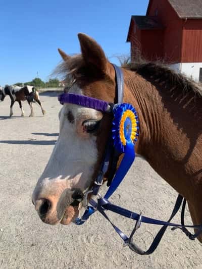 Inlägg 16 av Galopp med titeln VINST PÅ BRO PARK