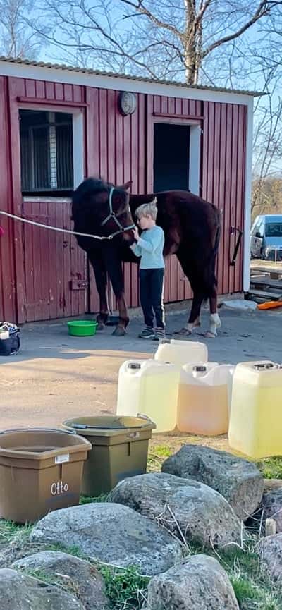 Inlägg 96 av Allround med titeln Pojken och hans 🦄