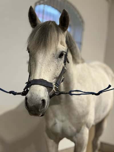 Inlägg 6 av Connemara med titeln 🩵🩵