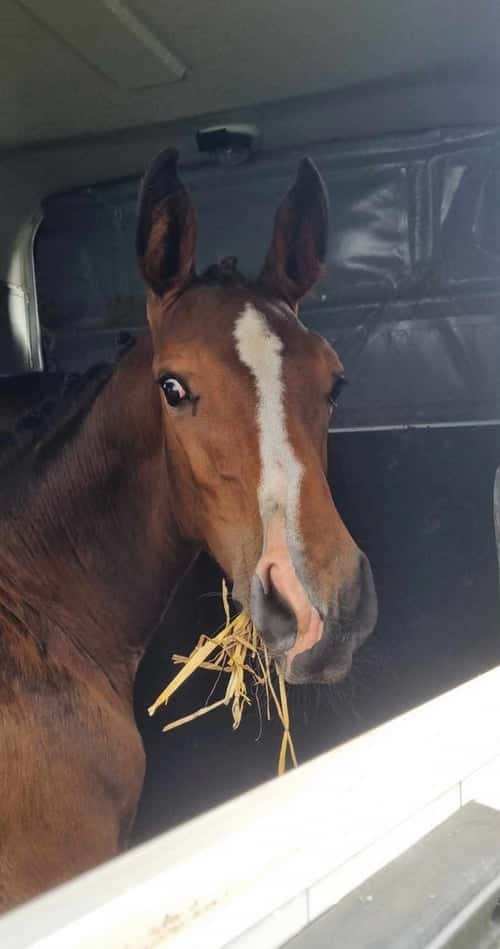 Bild av Snäll hingst -24 med riktigt bra hoppstam 