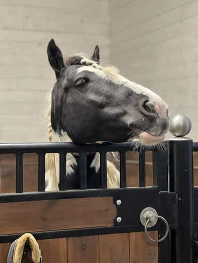 Inlägg 6 av Okänd Ras med titeln Vila i 1 vecka ❤️