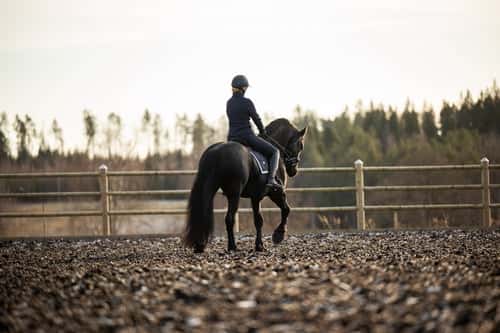 Bild av Frieser Hingst 