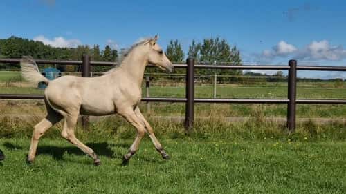 Bild av vacker D-ponny