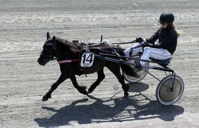 Inlägg 24 av Shetlandsponny med titeln Ponnytrav 