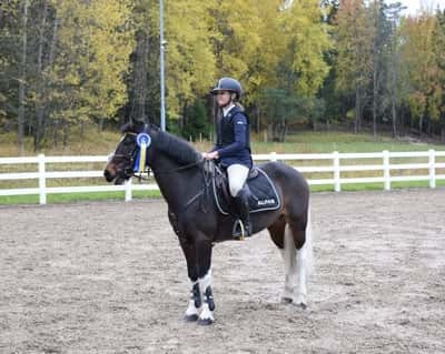 Post 254 of Show jumping with title ❤️❤️❤️
