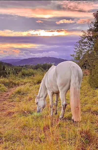 Inlägg 2 av Dalesponny med titeln 𝒟ℯ𝓉 𝒽𝒶̈𝓇 𝒶̈𝓇  𝓂𝒾𝓃 𝒽𝒶̈𝓈𝓉 ℳ𝒶𝒿𝓀ℯ𝓃🫶🏻
