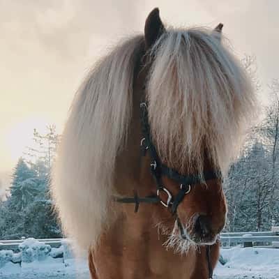 Inlägg 38 av Island med titeln ❄️🤍