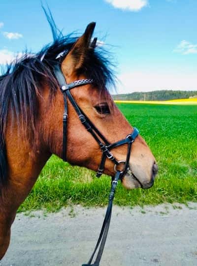 Inlägg 16 av New Forest med titeln 😻