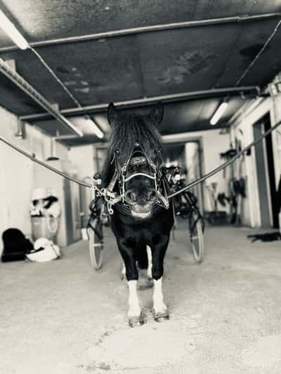 Inlägg 33 av Ponnytrav med titeln Senise 