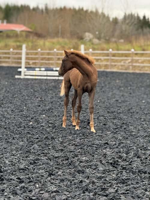 Bild av Fin åring efter Zafferano