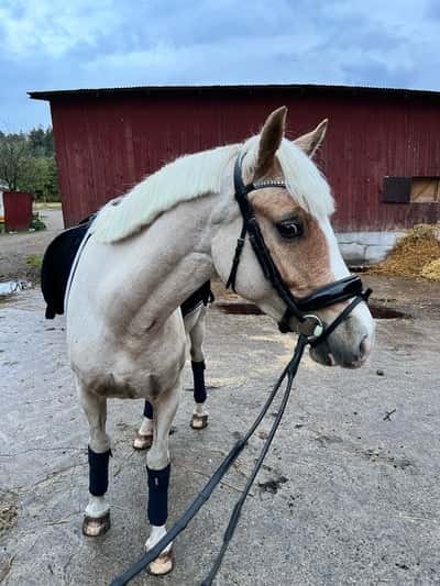 Tynyfach Prima Donna